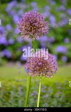 Gros plan de deux fleurs ornementales en fleurs d'allium avec un fond doux de violet et vert dans le jardin du château de Dunrobin, en Écosse. Banque D'Images