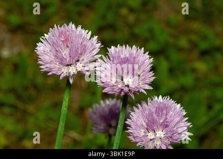 Fleurs de ciboulette Banque D'Images