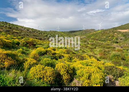Éoliennes sur une colline près de Sagres, Algarve, Portugal, Europe. Banque D'Images