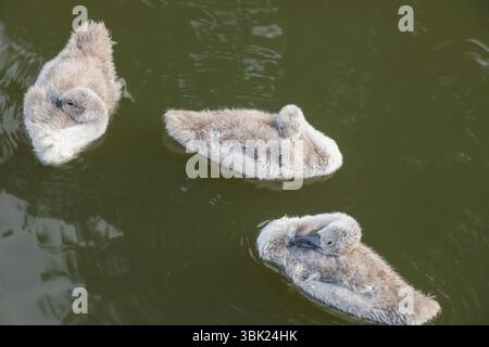 Angleterre, Somerset, Bath, le canal de Kennet et Avon, Cygnets Banque D'Images