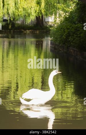 Angleterre, Somerset, Bath, le canal Kennet et Avon, Swan Banque D'Images
