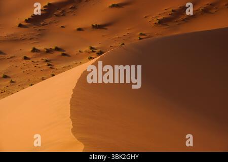 Gros plan de la crête effilée de Dune 45, où la lumière et l'ombre se rencontrent sur le sable sculpté par le vent au cœur du désert du Namib Banque D'Images