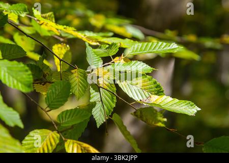 Foyer sélectif des feuilles de celer d'Ulmus pumila, du cornbeam européen ou du carpinus betulus dans le jardin, petite plante à feuilles qui forme une haie dense, verte Banque D'Images
