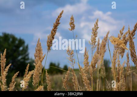 Inflorescence du bois petit roseau Calamagrostis épigejos sur un pré. Banque D'Images