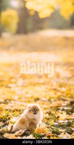 Drôle de jeune chiot rouge Pomeranian Spitz chien de chiot posant à l'extérieur dans l'herbe d'automne Banque D'Images
