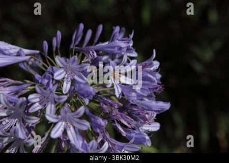 Abeille pollinisant sur Agapanthus ou Agapanthus praecox, plante à fleurs cultivée de la sous-famille des Agapanthoideae de la famille des Amaryllidaceae. Banque D'Images