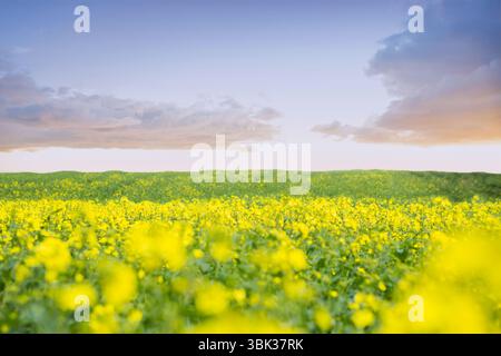 Le champ de colza s'étend sur un paysage plat, montrant des fleurs jaunes et un ciel nuageux Banque D'Images