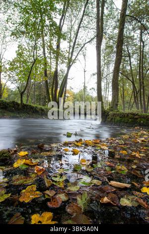 Source de la rivière Bosna, Sarajevo-Ilidza. Par une matinée fraîche, la brume éthérée plane au-dessus de la rivière tranquille, entourée d'arbres verts. Un pittoresque Banque D'Images