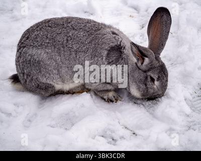 Lapin géant continental cherchant dans la neige Banque D'Images