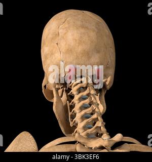 Cette illustration 3d montre les muscles supérieurs de l'obliquus capitis sur le squelette. Banque D'Images