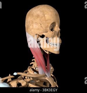 Cette illustration 3d montre les muscles sternocléidomastoïdes sur le squelette. Banque D'Images