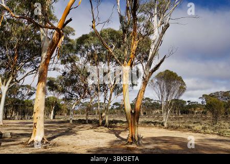 Eucalyptus sheathiana, communément appelé gomme à écorce de ruban ou mallee à écorce de ruban, un arbre de mallées endémique de l'Australie occidentale. Il a lisse Banque D'Images