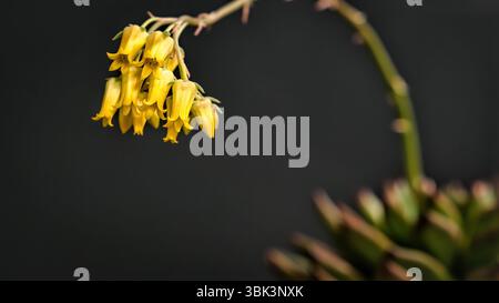 Gros plan détaillé d'un groupe de fleurs succulentes en forme de cloche jaune éclatante d'echeveria sagitta en fleurs. Le champ de profondeur et de flou est fait i Banque D'Images