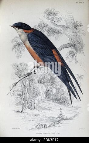 Hirondelle du Grand Sénégal, hirondelle de mosquée, Cecropis senegalensis, oiseaux, art de la faune, illustration vintage, William Jardine Birds of Western Africa Banque D'Images