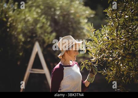 Jardinière féminine debout à côté de l'échelle dans le verger portant chapeau de paille et des gants inspectant les feuilles Banque D'Images