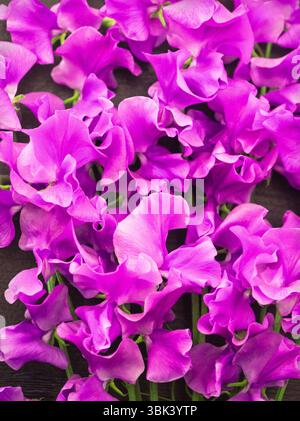 Une toile de fond de pois mauves dans le cadre d'une exposition au Chelsea Flower Show à Londres, Royaume-Uni. Banque D'Images