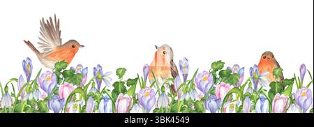 Bordure sans couture de crocus violets, bleus et roses, fleurs de gouttes de neige, feuilles de lierre vert et oiseaux robin assis à l'intérieur. Design printanier. Garde florale Banque D'Images