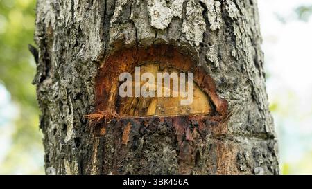 Gros plan d'un tronc d'arbre humide, montrant les détails de l'écorce et des cicatrices des boutures passées. Banque D'Images