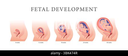 Développement foetal par semaine : bébé dans l'utérus Banque D'Images