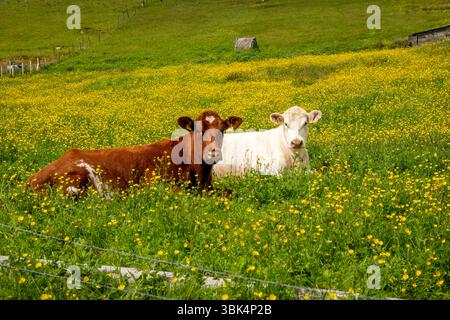 Les vaches paissent paisiblement dans un pré ensoleillé parsemé de papillons dorés, capturant l'essence d'une scène estivale rurale tranquille. Banque D'Images