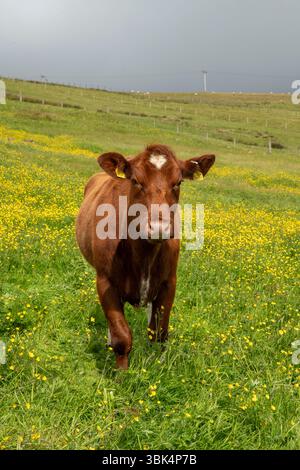 Les vaches paissent paisiblement dans un pré ensoleillé parsemé de papillons dorés, capturant l'essence d'une scène estivale rurale tranquille. Banque D'Images