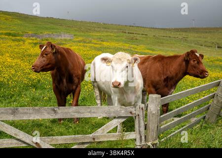 Les vaches paissent paisiblement dans un pré ensoleillé parsemé de papillons dorés, capturant l'essence d'une scène estivale rurale tranquille. Banque D'Images