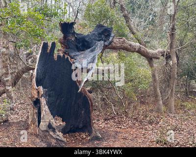 Un grand tronc d’arbre carbonisé est creux et noirci dans une clairière forestière, un rappel dramatique des dommages causés par les feux de forêt et de la résilience de la nature Banque D'Images