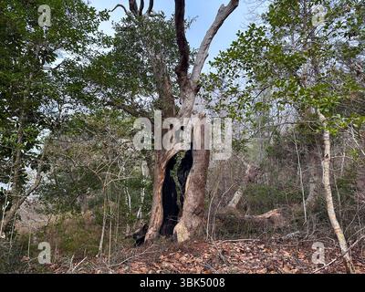 Un grand arbre partiellement mort avec un tronc creux noirci s'élève d'un sol forestier couvert de feuilles sèches, laissant entendre les dégâts causés par le feu dans un milieu résistant Banque D'Images