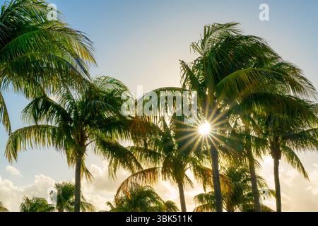 Étoile de soleil au coucher du soleil et palmiers à Palm Beach Floride, ciel tropical et fond d'été Banque D'Images