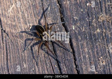 Une araignée radeau (dolomedes fimbriatus) au sol Banque D'Images