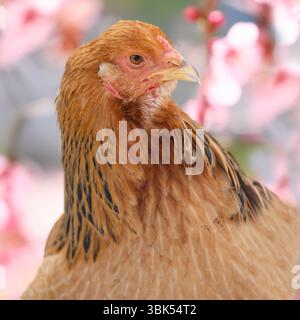 Buff columbian brahma hen Banque D'Images
