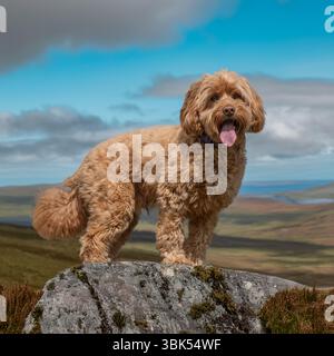 cockapoo debout sur un rocher dans les collines Banque D'Images
