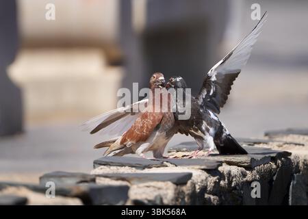 Deux pigeons courtisant sur un mur urbain Banque D'Images