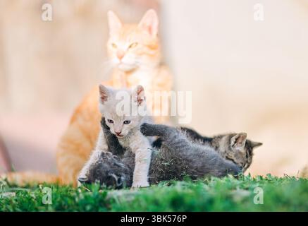 Un groupe ludique de chatons se défoulent sur l'herbe tandis que leur chat mère gingembre les surveille en arrière-plan. Les chatons crème, gris et tabby eng Banque D'Images