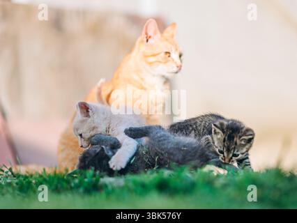 Un groupe ludique de chatons se défoulent sur l'herbe tandis que leur chat mère gingembre les surveille en arrière-plan. Les chatons crème, gris et tabby eng Banque D'Images