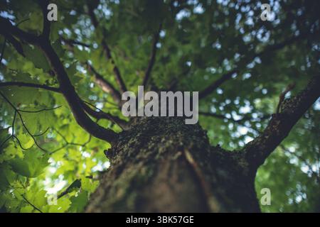 Regardant vers le haut le tronc d'un grand arbre à feuilles caduques dans une dense canopée verte de feuilles. Perspective forestière paisible et vue naturelle immersive. Banque D'Images