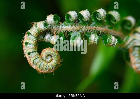 Macro fiddlehead sur la fronde fourrée de fougère verte au printemps Banque D'Images