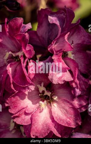 Portrait naturel de plante fleurie de Delphinium Elatum 'Raspberry Rhapsody' (New Millennium Series) fleurissent en plein soleil. Longue durée, Banque D'Images
