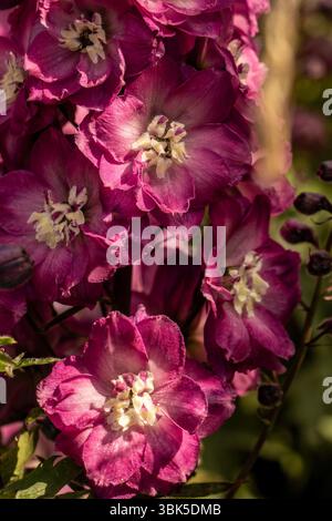 Portrait naturel de plante fleurie de Delphinium Elatum 'Raspberry Rhapsody' (New Millennium Series) fleurissent en plein soleil. Longue durée, Banque D'Images