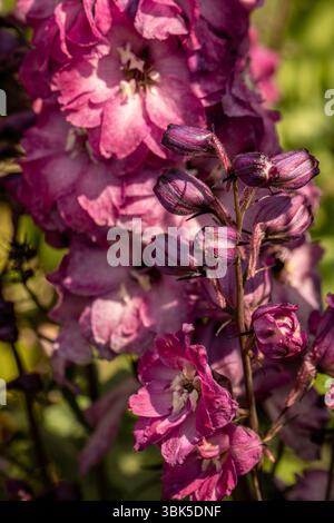 Portrait naturel de plante fleurie de Delphinium Elatum 'Raspberry Rhapsody' (New Millennium Series) fleurissent en plein soleil. Longue durée, Banque D'Images
