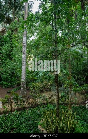Végétation dense de la jungle avec de grands arbres et un feuillage vert luxuriant au Mexique, péninsule du Yucatan, zone archéologique de Chichen Itza. Banque D'Images