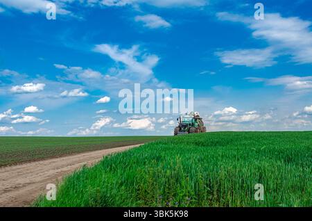 Tracteur roulant sur route de campagne au printemps dans les champs. Fond de ciel bleu. Vue en angle bas à travers le blé vert. Paysage agricole Banque D'Images