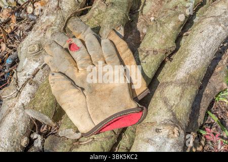 Vieille paire de gants de travail en cuir usés couchés sur des bûches coupées. Pour le jardinage, l'entretien du jardin, les corvées de jardin, la protection des mains. Banque D'Images