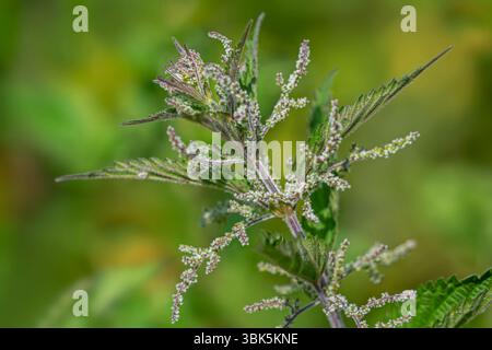 Ortie commune / ortie brûlée / ortie piquante / feuille d'ortie / aiguillon (Urtica dioica), gros plan des fleurs femelles à la fin du printemps / début de l'été Banque D'Images