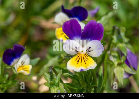 Wild Pansy / Johnny Jump Up / heartsease / Heart's Ease (Viola tricolor) gros plan de vivaces colorées en fleur au printemps / été Banque D'Images