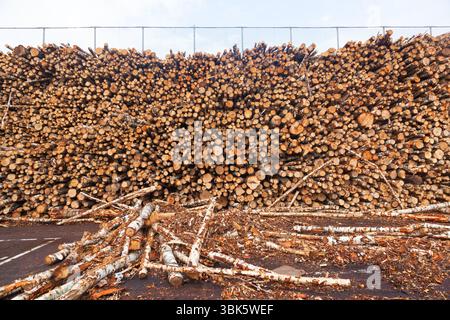 Entrepôt ouvert pour la récolte et le transport des arbres abattus et du bois. Banque D'Images