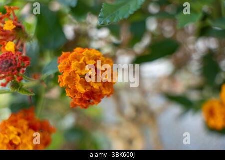 Fleurs orange vif de la plante Lantana Camara en gros plan. Les couleurs éclatantes ressortent sur le fond vert. Banque D'Images