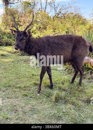 Cerf sambar aux pattes boueuses debout sur de l'herbe au parc national de Horton Plains, au Sri Lanka. Capturé dans son habitat forestier naturel duri Banque D'Images