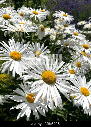 Leucanthemum maximum en pleine floraison estivale, Marguerite géante, max chrysanthème, Marguerite de type Shasta Banque D'Images