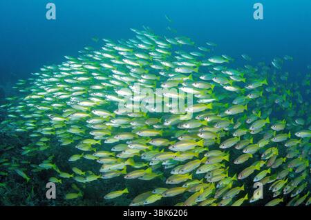 Scolarisation vivaneau à rayures bruns, Lutjanus vitta, Raja Ampat, Papouasie occidentale, Indonésie Banque D'Images